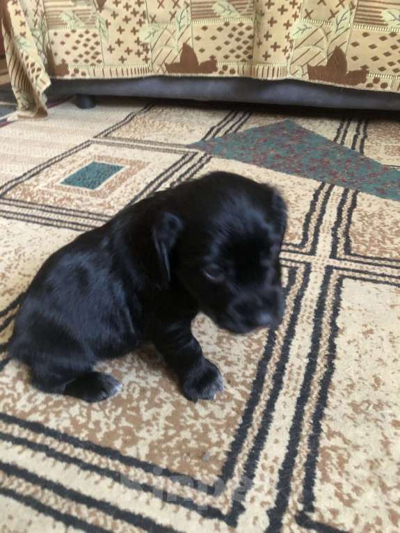 Собаки в Липецке: Щенки русского охотничьего спаниеля Мальчик, 12 000 руб. - фото 4