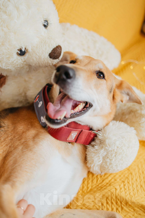 Собаки в Москве: Аристократичный пес ищет семью Мальчик, Бесплатно - фото 9