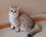 Кошки в Балашихе: Золотая шиншилла Девочка, 40 000 руб. - фото 1
