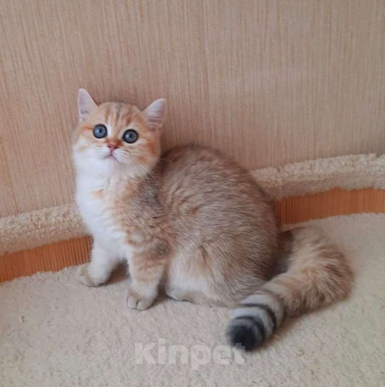 Кошки в Балашихе: Золотая шиншилла Девочка, 40 000 руб. - фото 1
