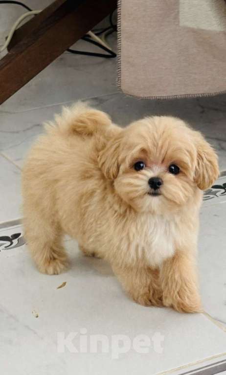 Собаки в Москве: Мальтипу мини f 1 Мальчик, 120 000 руб. - фото 3