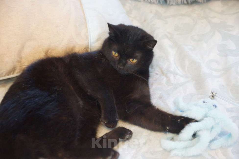 Кошки в Москве: Котик Мартин в добрые руки Мальчик, Бесплатно - фото 2