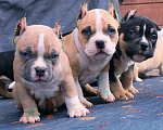 Собаки в других городах Ярославской области: Булли-малыши Девочка, 60 000 руб. - фото 1
