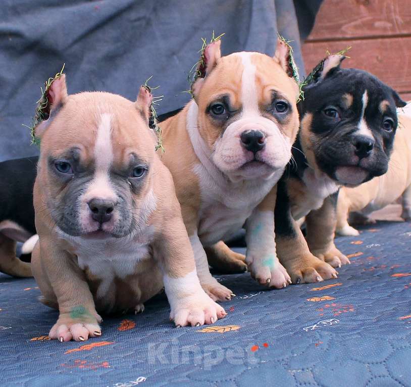 Собаки в других городах Ярославской области: Булли-малыши Девочка, 60 000 руб. - фото 1