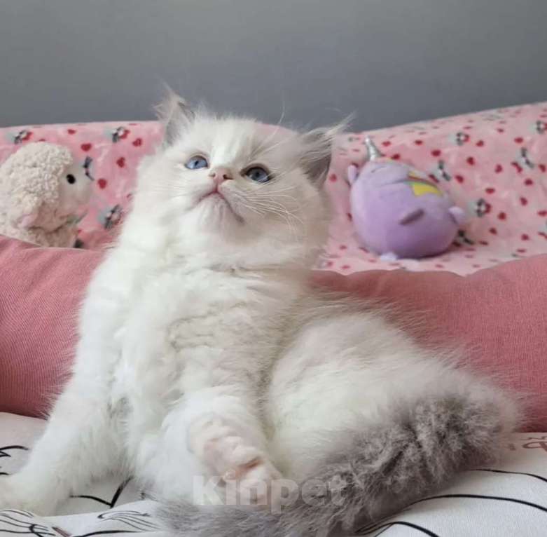 Кошки в Москве: Самый обаятельный котёнок Рэгдолл Мальчик, 95 руб. - фото 1