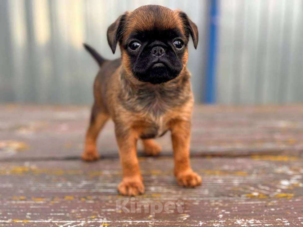 Собаки в Москве: Рыжий пти брабансон. Октябрь 2025 Мальчик, Бесплатно - фото 2