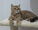Кошки в Северодвинске: Британская кошечка. Девочка, 30 000 руб. - фото 4