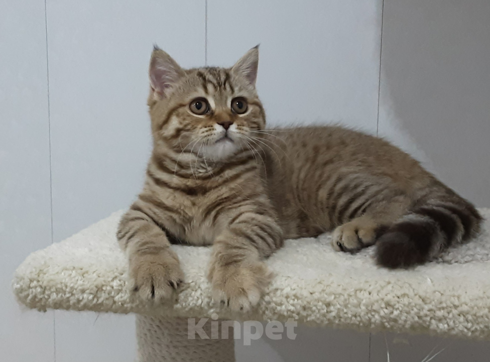 Кошки в Северодвинске: Британская кошечка. Девочка, 30 000 руб. - фото 4