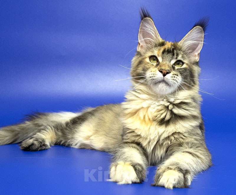 Кошки в Москве: Котенок мейн кун Девочка, Бесплатно - фото 7
