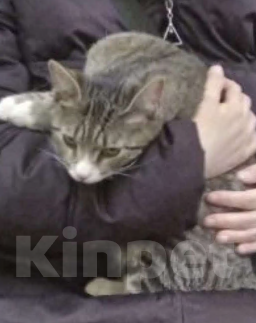 Кошки в Москве: Кот Мальчик, Бесплатно - фото 2