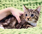 Кошки в Москве: Сладкий добрейший котенок Маффин ищет дом  Мальчик, Бесплатно - фото 5