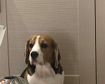 Собаки в Сочи: Собака для вязки., Бесплатно - фото 1