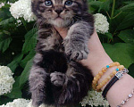 Кошки в Дмитровске: котята мейн-кун, 10 000 руб. - фото 1