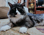 Кошки в Ипатово: Котята Мейн Кун, 20 000 руб. - фото 6