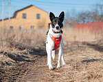 Собаки в Белоозёрском: Собака в добрые руки Девочка, Бесплатно - фото 3