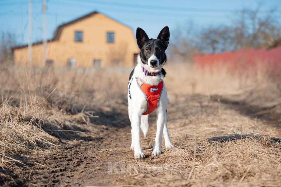 Собаки в Белоозёрском: Собака в добрые руки Девочка, Бесплатно - фото 3