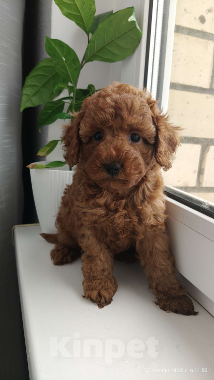 Собаки в Мытищах: Миниатюрный пудель Айла Девочка, 150 000 руб. - фото 2