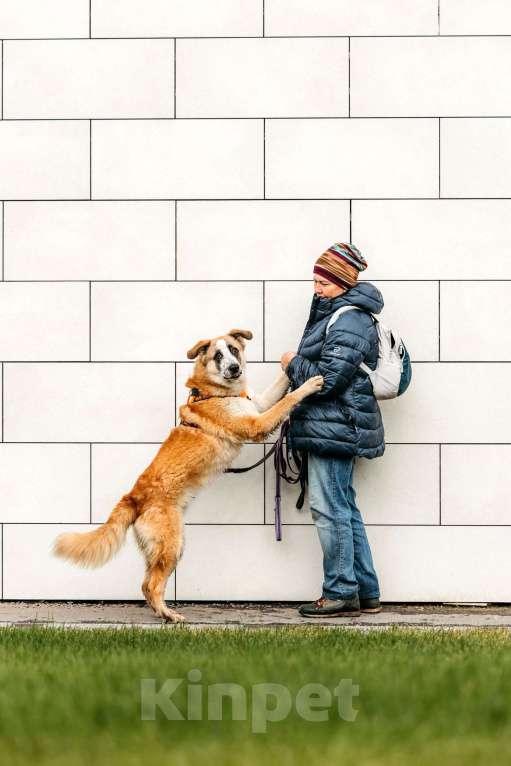 Собаки в Москве: Безбилетный Сапсан Мальчик, Бесплатно - фото 4