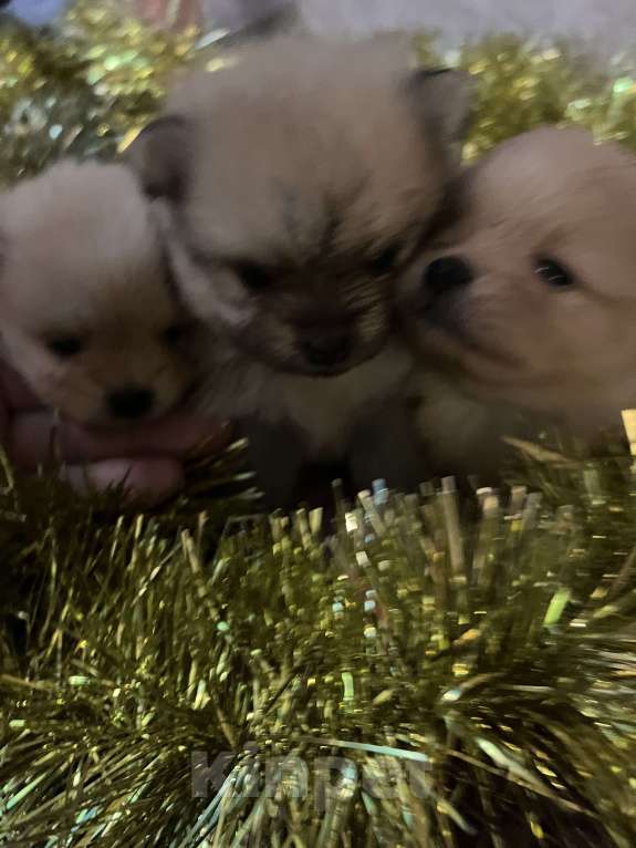 Собаки в Сургуте: НЕМЕЦКИЙ ШПИЦ  Девочка, 35 000 руб. - фото 7