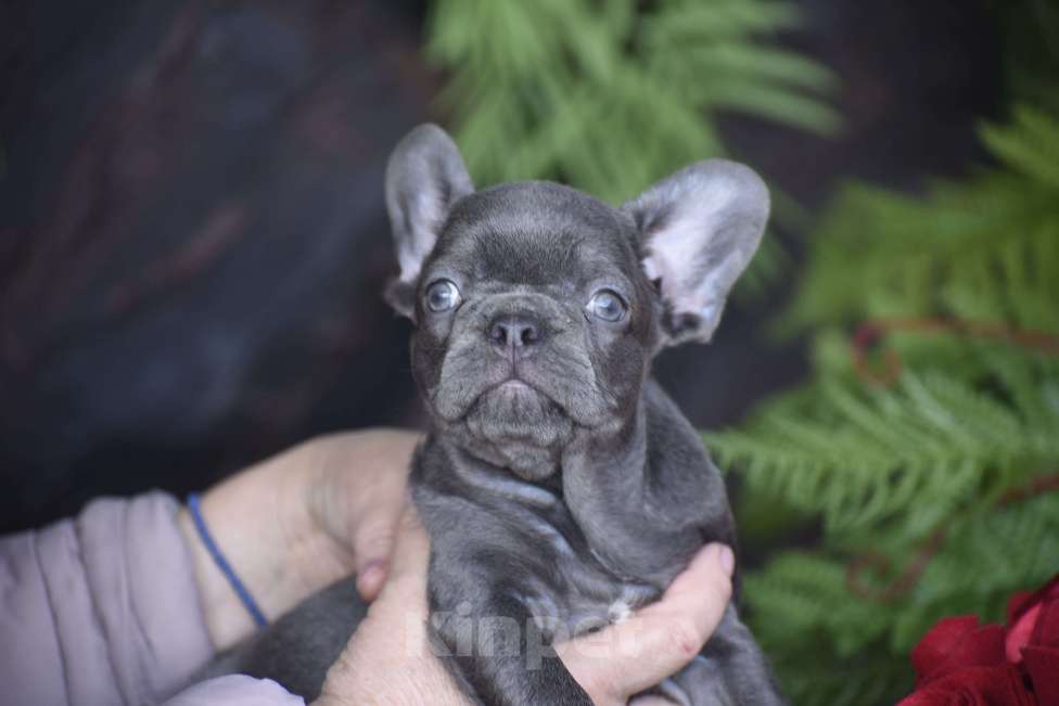 Собаки в Москве: девочка маленькая мини лилак тан Девочка, 85 000 руб. - фото 6