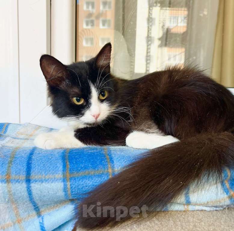 Кошки в Москве: Маленькая пушистая кошечка Фаня в добрые руки  Девочка, Бесплатно - фото 6