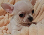 Собаки в Москве: Чихуахуа щенок мальчик Мальчик, 45 000 руб. - фото 1