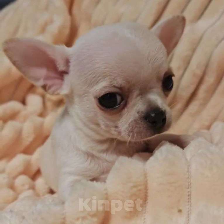 Собаки в Москве: Чихуахуа щенок мальчик Мальчик, 45 000 руб. - фото 1