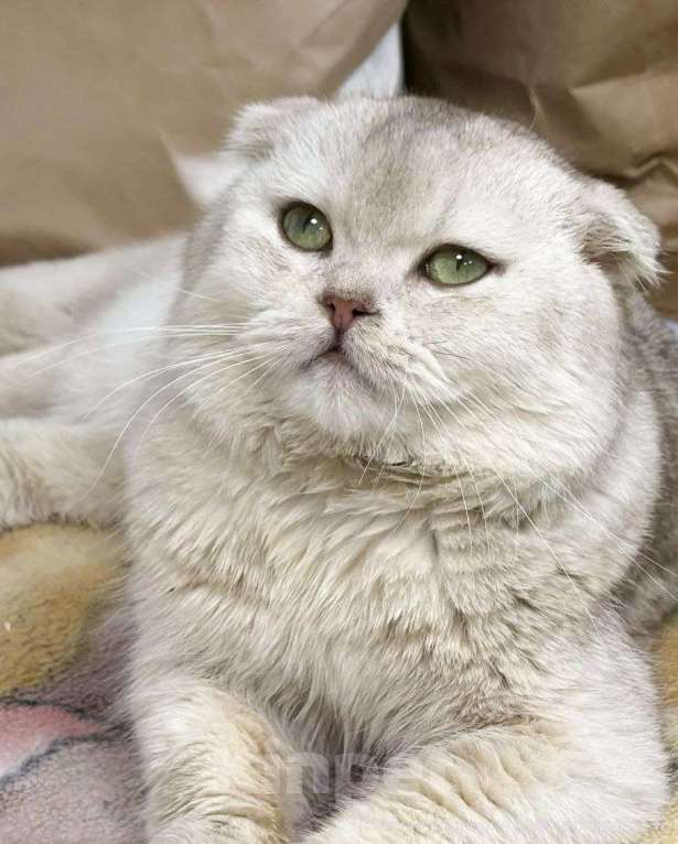 Кошки в Москве: Шотландский вислоухий кот ищет дом Мальчик, Бесплатно - фото 1