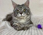 Кошки в Дмитрове: Голубой серебристый мраморный кот мейн кун Dimash Мальчик, 10 000 руб. - фото 6