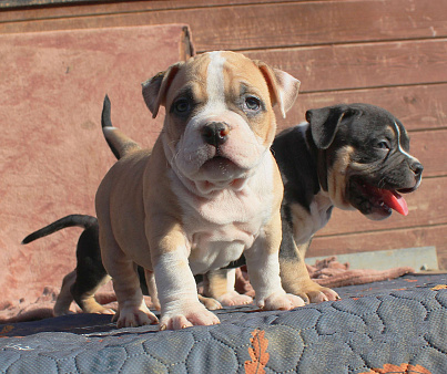 Наши малыши.