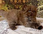 Кошки в Астрахани: Котик Эшли Мальчик, 40 000 руб. - фото 4