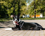 Собаки в Москве: Харизматичная Джипси ищет дом Девочка, Бесплатно - фото 4