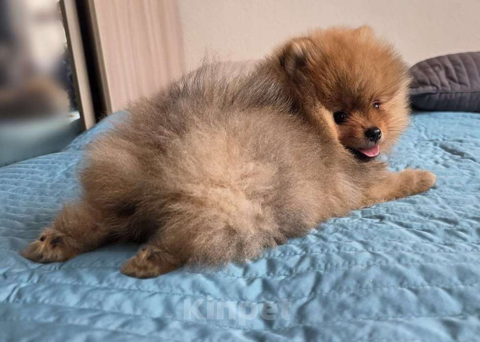 Собаки в Санкт-Петербурге: Продажа щенков. Померанский шпиц Мальчик, 50 000 руб. - фото 3