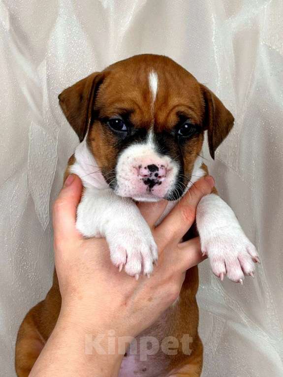 Собаки в Москве: Яркая красотка амстаффа Девочка, 80 000 руб. - фото 2