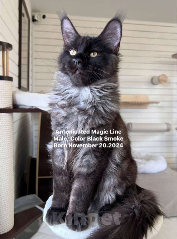 Кошки в Наро-Фоминске: Antonio. Male. MCO ns Born 20.11.2024 Мальчик, 100 000 руб. - фото 6