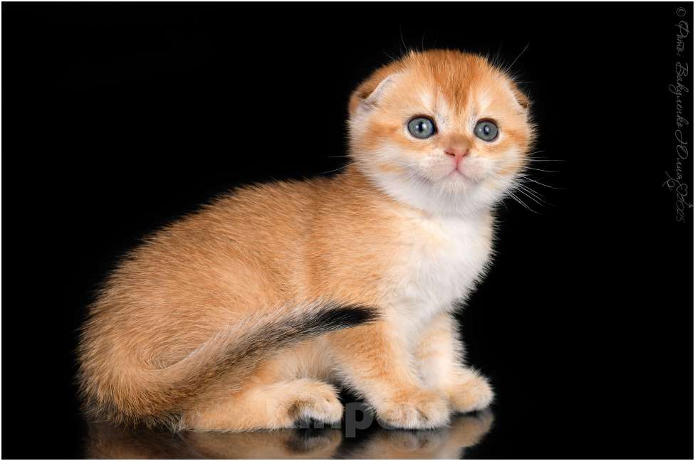 Кошки в Геленджике: Шотландская вислоухая кошка золотая шиншилла Девочка, 75 000 руб. - фото 3