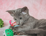 Кошки в Мытищах: Ориентальный котенок Девочка, 65 000 руб. - фото 5