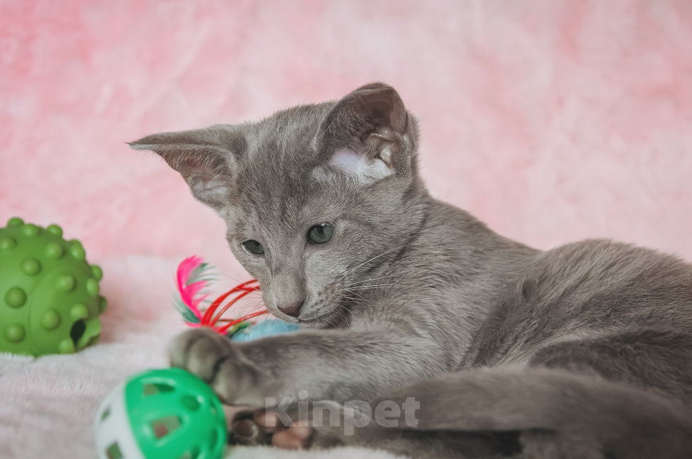 Кошки в Мытищах: Ориентальный котенок Девочка, 65 000 руб. - фото 5