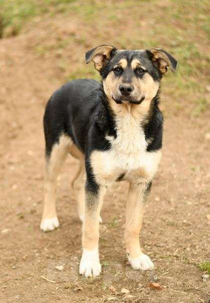Собаки в Мытищах: щенок Ника ждет в приюте Девочка, Бесплатно - фото 2