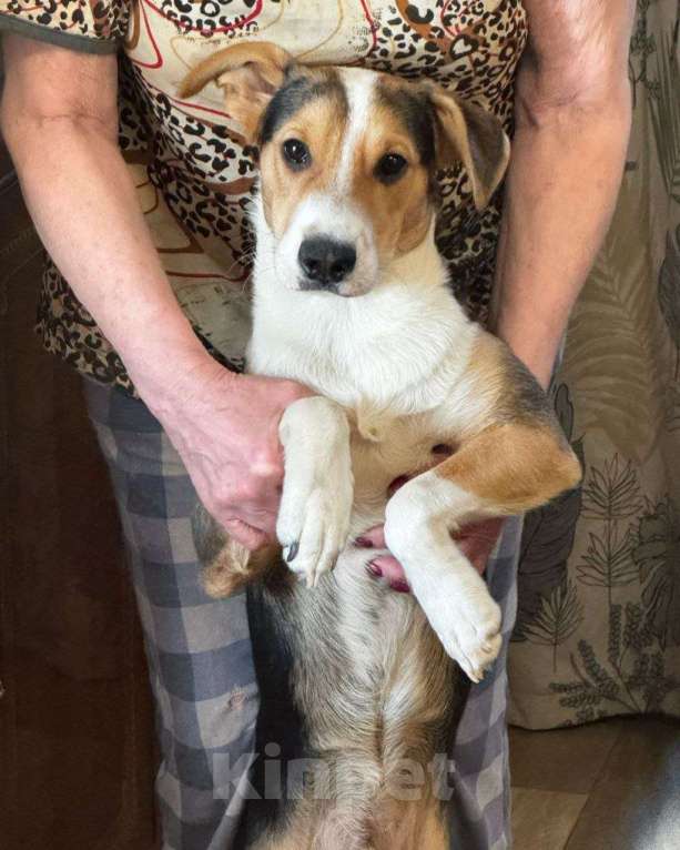 Собаки в Москве: Ласковый щенок мальчик ищет дом! Мальчик, Бесплатно - фото 2