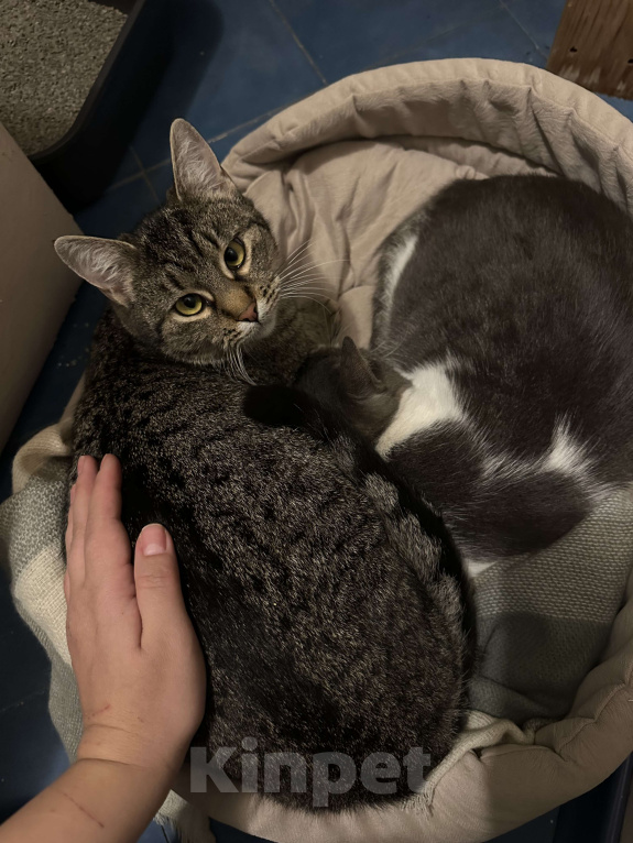 Кошки в Ростове-на-Дону: Кошечка Муся в добрые руки  Девочка, Бесплатно - фото 1