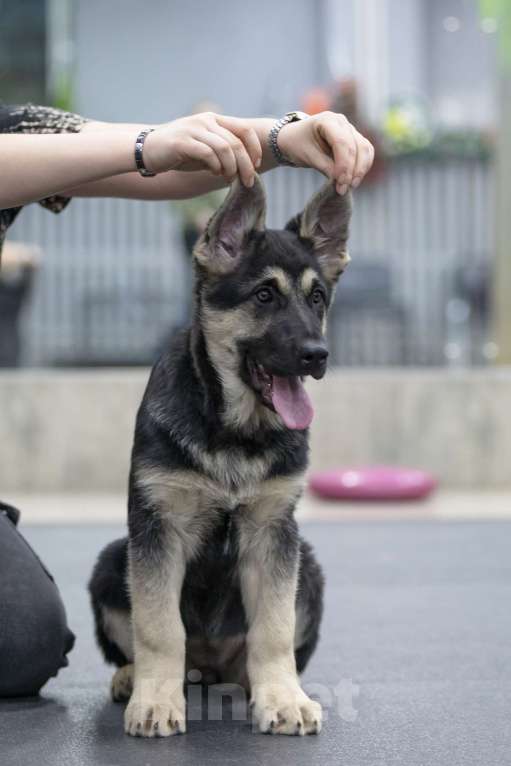 Собаки в Челябинске: Наука из Третьяковской галереи Девочка, 40 000 руб. - фото 5