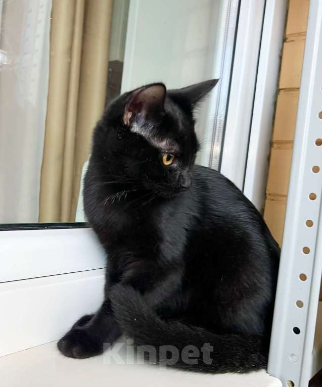 Кошки в Москве: Котенок Марсик источник оптимизма в добрые руки Мальчик, Бесплатно - фото 6