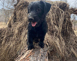 Собаки в Комсомольске-На-Амуре: Отдам в добрые руки  Девочка, 5 руб. - фото 1