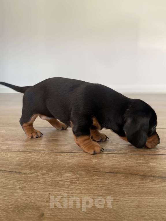 Собаки в других городах Московской области: Щенок таксы девочка чёрная с подпалым Девочка, 24 000 руб. - фото 2