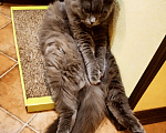 Кошки в Саратове: кошка хайленд фолд в добрые руки Девочка, Бесплатно - фото 2