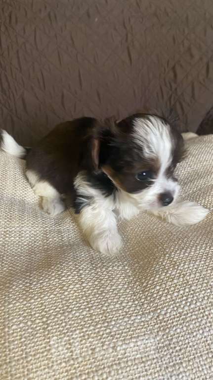 Собаки в Москве: Мини мальчик породы «Петербургская орхидея»  Мальчик, Бесплатно - фото 3