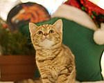 Кошки в Москве: Британский котенок Харизма Девочка, 50 000 руб. - фото 5