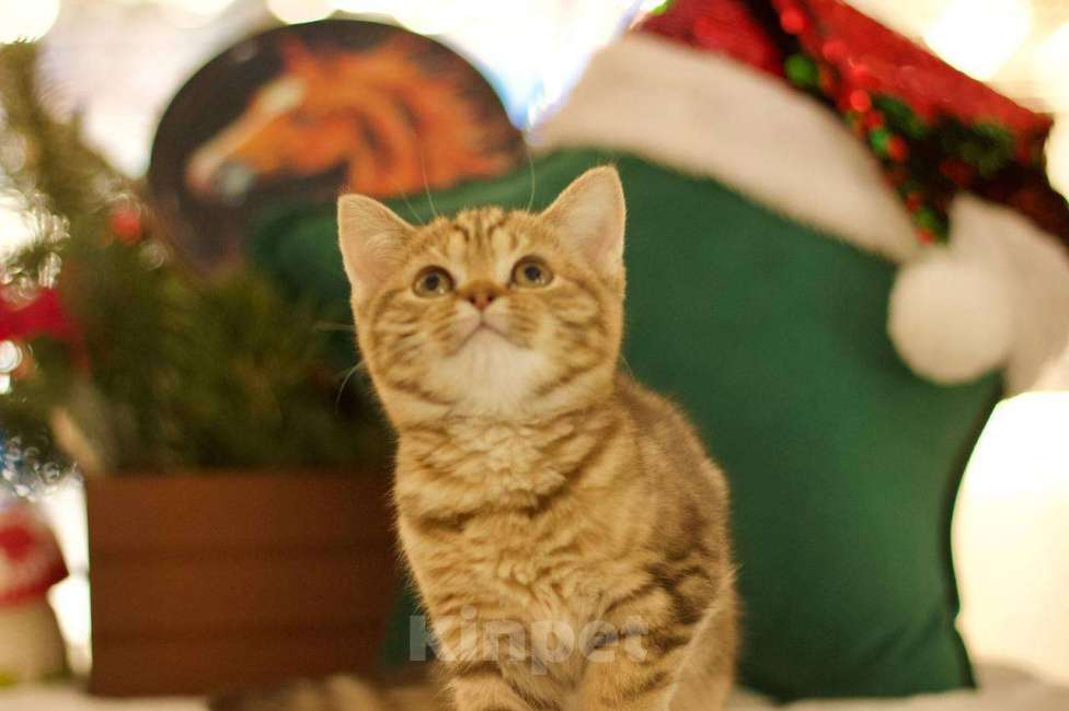 Кошки в Москве: Британский котенок Харизма Девочка, 50 000 руб. - фото 5