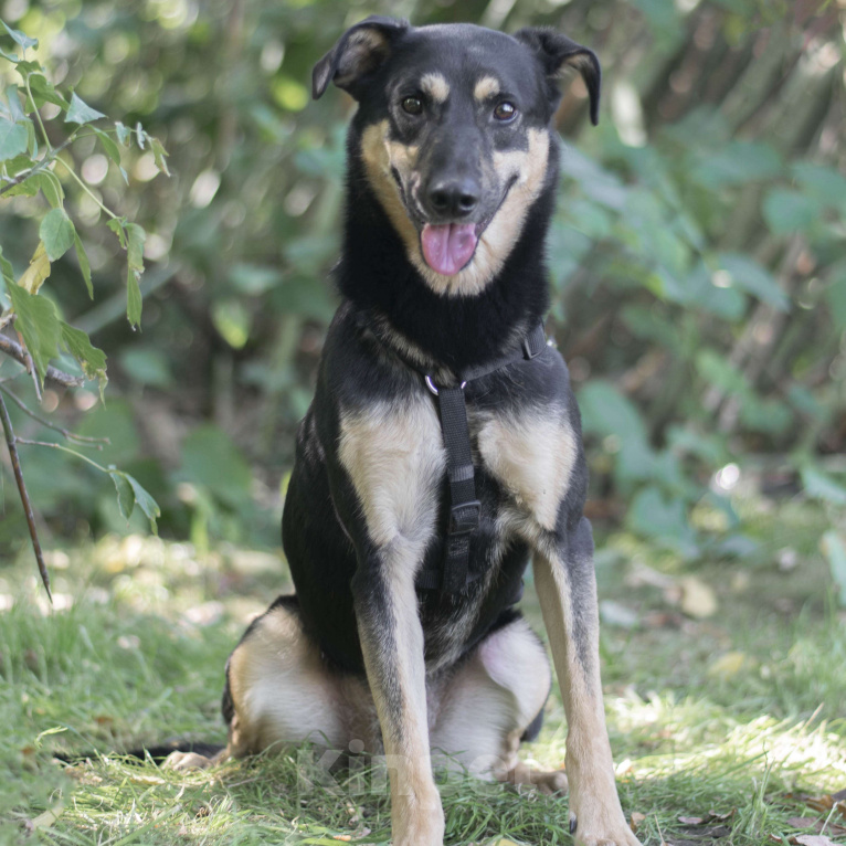 Собаки в Москве: Блэк Мальчик, Бесплатно - фото 3